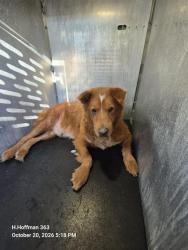 Shelter Stray Male Dog last seen Near BLOCK OF SUNGLO, 4710 TX-151, San Antonio, TX 78227, USA