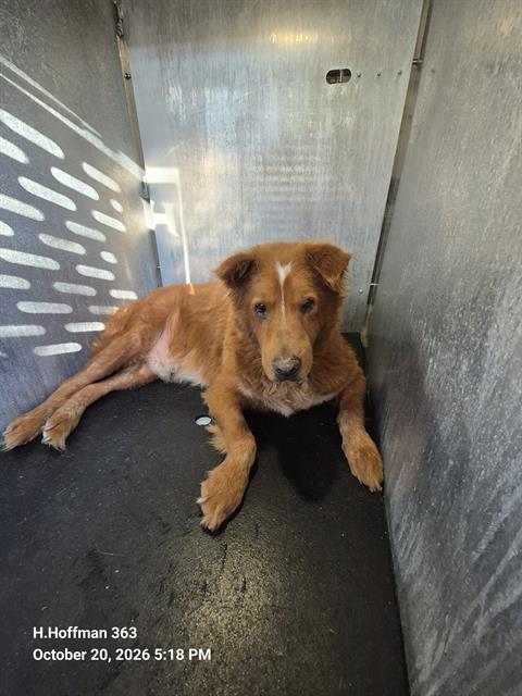 Shelter Stray Male Dog last seen Near BLOCK OF SUNGLO, 4710 TX-151, San Antonio, TX 78227, USA