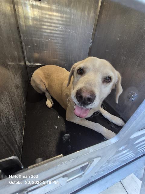 Shelter Stray Male Dog last seen Near BLOCK OF SUNGLO, 4710 TX-151, San Antonio, TX 78227, USA