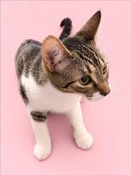 Shelter Stray Unknown Cat last seen , 3201 Lacy St, Los Angeles, CA 90031, USA