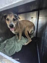 Shelter Stray Female Dog last seen Near BLOCK OF SUNGLO, 4710 TX-151, San Antonio, TX 78227, USA