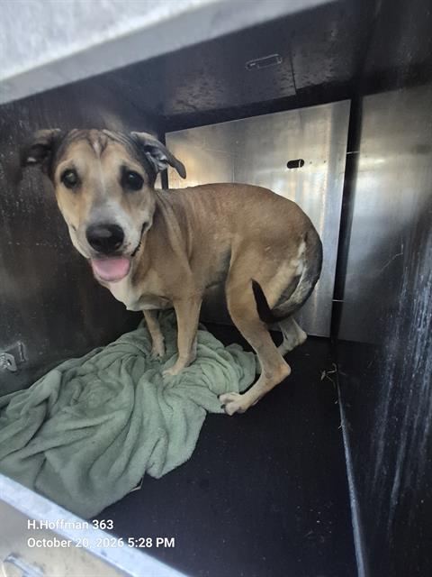 Shelter Stray Female Dog last seen Near BLOCK OF SUNGLO, 4710 TX-151, San Antonio, TX 78227, USA