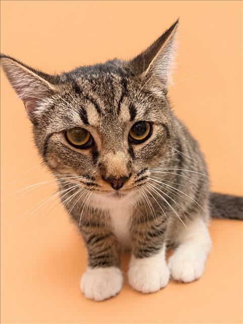 Shelter Stray Unknown Cat last seen , 3201 Lacy St, Los Angeles, CA 90031, USA