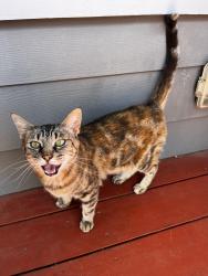 Found/Stray Unknown Cat last seen Happy Takeout, Sacramento, CA 95817
