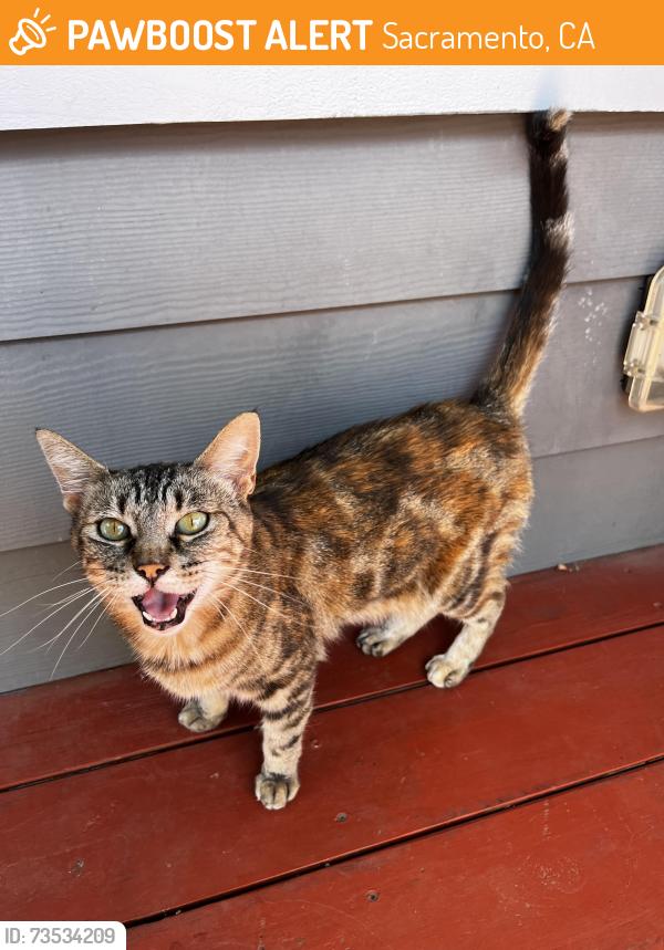 Found/Stray Unknown Cat last seen Happy Takeout, Sacramento, CA 95817