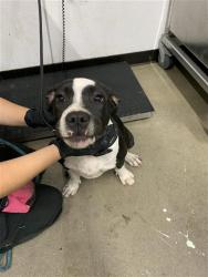 Shelter Stray Female Dog last seen Near BLOCK N PARKWAY DR, FRESNO CA 93722 4738, 5277 E Airways Blvd, Fresno, CA 93727, USA