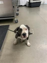 Shelter Stray Female Dog last seen Near BLOCK N PARKWAY DR, FRESNO CA 93722 4738, 5277 E Airways Blvd, Fresno, CA 93727, USA
