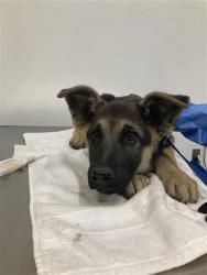 Shelter Stray Male Dog last seen Near BLOCK N CHARLES AVE, FRESNO CA 93722 4106, 5277 E Airways Blvd, Fresno, CA 93727, USA