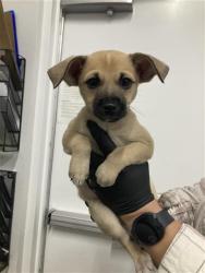 Shelter Stray Male Dog last seen Near BLOCK FRESNO ST, FRESNO CA 93706 2018, 5277 E Airways Blvd, Fresno, CA 93727, USA