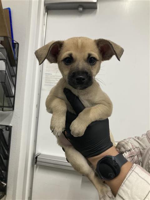Shelter Stray Male Dog last seen Near BLOCK FRESNO ST, FRESNO CA 93706 2018, 5277 E Airways Blvd, Fresno, CA 93727, USA