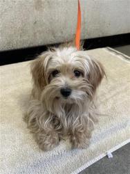 Shelter Stray Female Dog last seen Near BLOCK W CORNELL AVE, FRESNO CA 93705 4011, 5277 E Airways Blvd, Fresno, CA 93727, USA