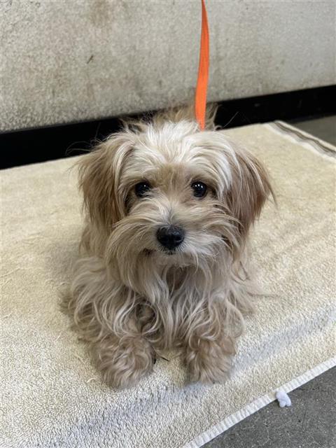 Shelter Stray Female Dog last seen Near BLOCK W CORNELL AVE, FRESNO CA 93705 4011, 5277 E Airways Blvd, Fresno, CA 93727, USA
