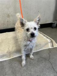 Shelter Stray Female Dog last seen Near BLOCK W CORNELL AVE, FRESNO CA 93705 4011, 5277 E Airways Blvd, Fresno, CA 93727, USA