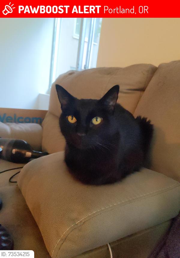 Lost Male Cat last seen Celio apmts building, Portland, OR 97205