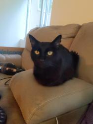 Lost Male Cat last seen Celio apmts building, Portland, OR 97205