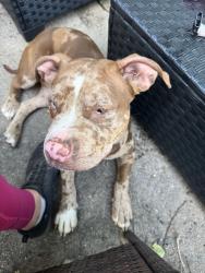 Found/Stray Female Dog last seen Bob White and Portal, Houston, TX 77031