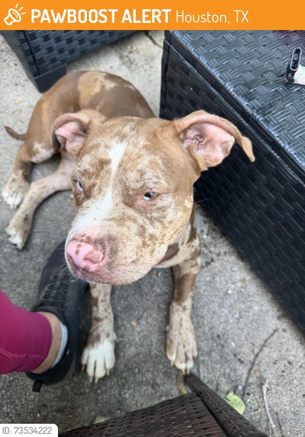 Found/Stray Female Dog last seen Bob White and Portal, Houston, TX 77031