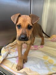 Shelter Stray Female Dog last seen , 5210 W Ave I, Lancaster, CA 93536, USA
