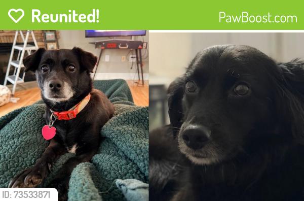 Reunited Female Dog last seen Running through the woods downhill from my hse, Silver Creek, GA 30173