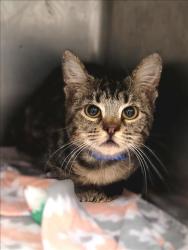 Shelter Stray Female Cat last seen , 14409 Vanowen St, Van Nuys, CA 91405, USA