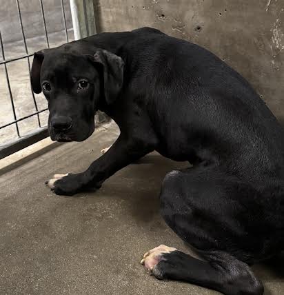 Shelter Stray Male Dog last seen , 14409 Vanowen St, Van Nuys, CA 91405, USA