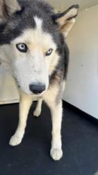 Shelter Stray Male Dog last seen Near BLK BALDWIN FARMS DR, BAKERSFIELD, CA, 201 S Mt Vernon Ave, Bakersfield, CA 93307, USA