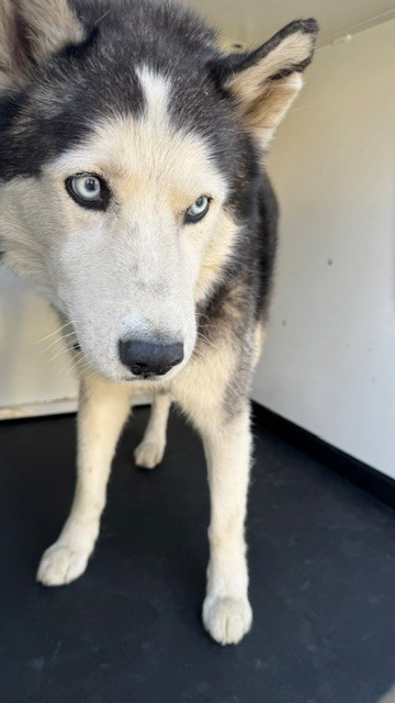Shelter Stray Male Dog last seen Near BLK BALDWIN FARMS DR, BAKERSFIELD, CA, 201 S Mt Vernon Ave, Bakersfield, CA 93307, USA