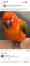 Lost Female Bird last seen Lansing avenue and parnell, Jackson, MI 49202