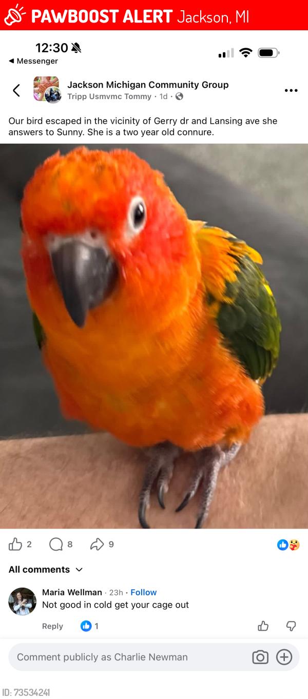 Lost Female Bird last seen Lansing avenue and parnell, Jackson, MI 49202