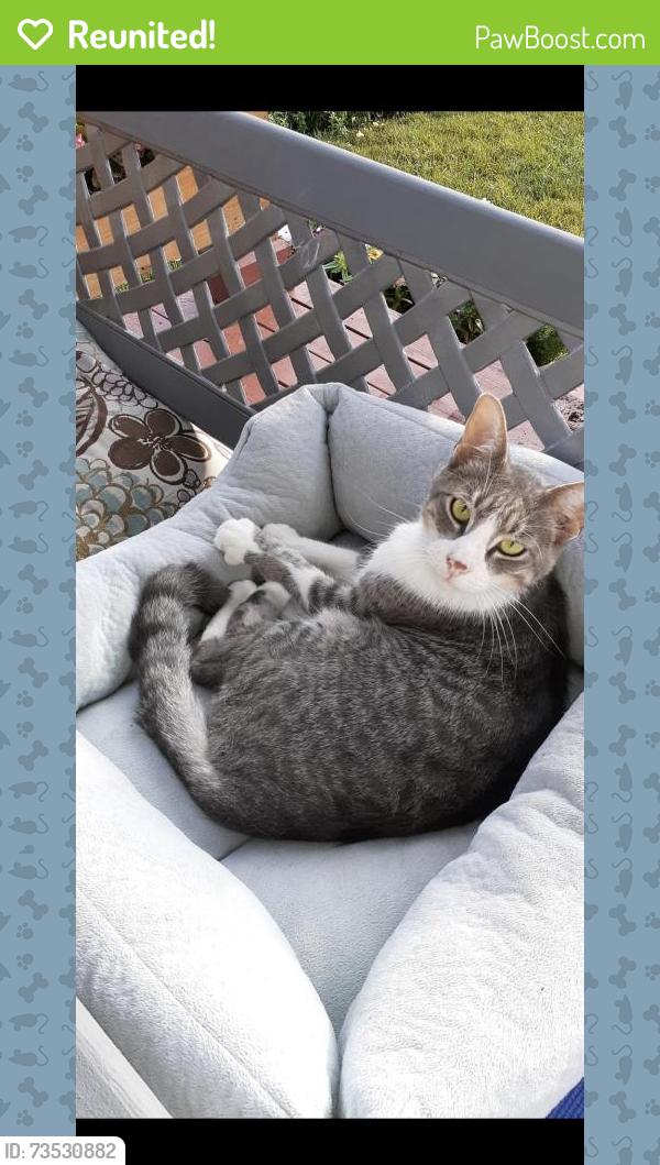 Reunited Male Cat last seen Atlantic and Pacific, Franklin Park, IL 60131