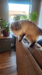 Lost Male Cat last seen Centennial Park Complex, Billings, MT 59102