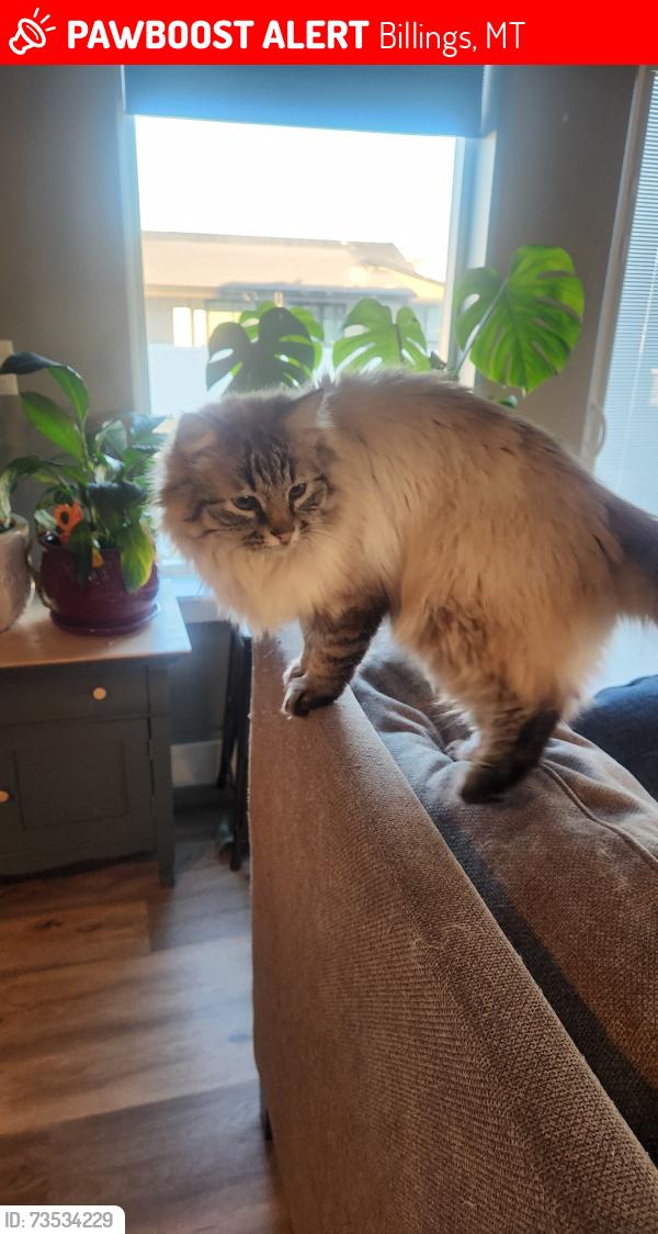 Lost Male Cat last seen Centennial Park Complex, Billings, MT 59102
