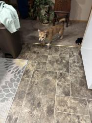 Found/Stray Male Dog last seen Oliver & 21st in the neighborhood behind, Wichita, KS 67220