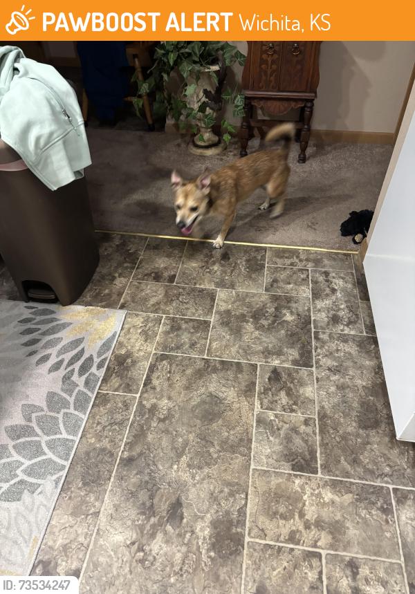 Found/Stray Male Dog last seen Oliver & 21st in the neighborhood behind, Wichita, KS 67220