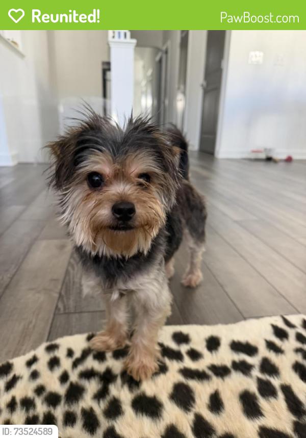 Reunited Male Dog last seen Highway 9, Alpharetta, GA 30009
