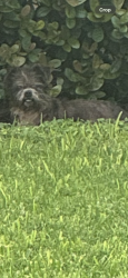 Found/Stray Unknown Dog last seen Xavier Ave between 23rd and 29th, McAllen, TX 78504