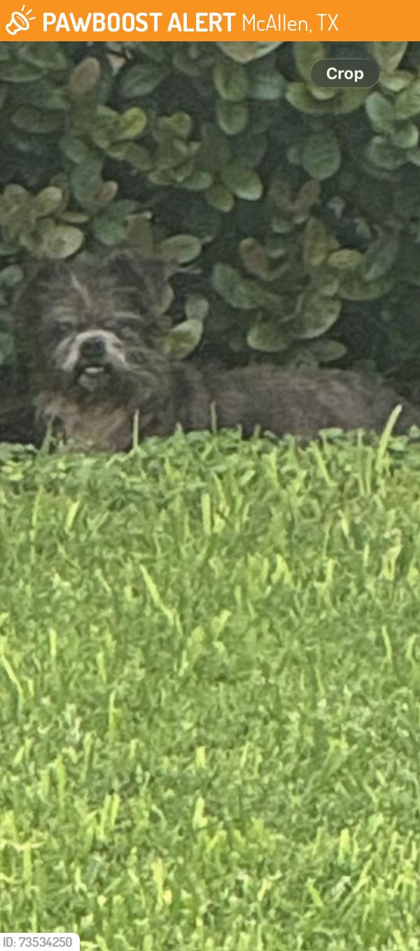 Found/Stray Unknown Dog last seen Xavier Ave between 23rd and 29th, McAllen, TX 78504