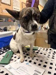Shelter Stray Female Dog last seen Near BLOCK E LA CADENA DR, RIVERSIDE, CA, 6851 Van Buren Boulevard, Jurupa Valley, CA 92509, USA