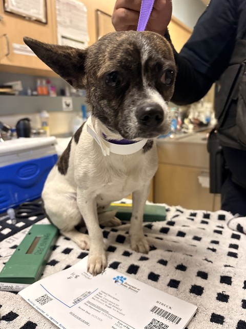 Shelter Stray Female Dog last seen Near BLOCK E LA CADENA DR, RIVERSIDE, CA, 6851 Van Buren Boulevard, Jurupa Valley, CA 92509, USA