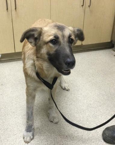 Shelter Stray Female Dog last seen Near BLOCK DECKER RD, PERRIS, CA, 6851 Van Buren Boulevard, Jurupa Valley, CA 92509, USA