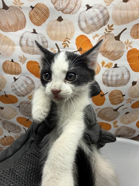 Shelter Stray Male Cat last seen Near BLOCK MAGNOLIA AVE, RIVERSIDE CA, 6851 Van Buren Boulevard, Jurupa Valley, CA 92509, USA