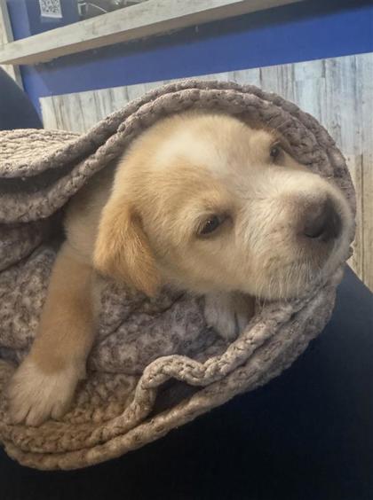 Shelter Stray Male Dog last seen Near OXFORD BLVD, City of Round Rock, TX, 1855 SE Inner Loop, Georgetown, TX 78626, USA