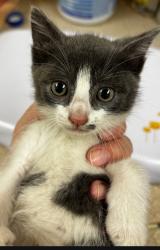 Shelter Stray Male Cat last seen Near Lyman Hamilton Hwy SW 98284, Skagit County, WA, 18911 Kelleher Rd, Burlington, WA 98233, USA