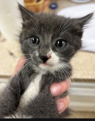 Shelter Stray Male Cat last seen Near Lyman Hamilton Hwy SW 98284, Skagit County, WA, 18911 Kelleher Rd, Burlington, WA 98233, USA
