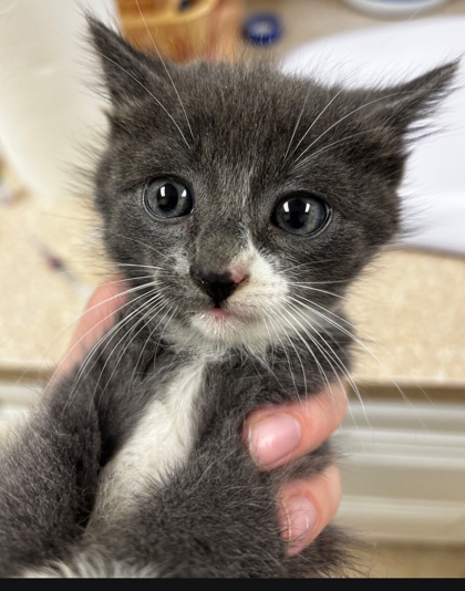 Shelter Stray Male Cat last seen Near Lyman Hamilton Hwy SW 98284, Skagit County, WA, 18911 Kelleher Rd, Burlington, WA 98233, USA