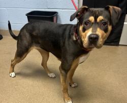 Shelter Stray Female Dog last seen Near Memorial Dr, Stone Mountain, GA 30083, 30083, GA, 3280 Chamblee Dunwoody Rd, Chamblee, GA 30341, USA