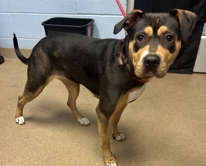 Shelter Stray Female Dog last seen Near Memorial Dr, Stone Mountain, GA 30083, 30083, GA, 3280 Chamblee Dunwoody Rd, Chamblee, GA 30341, USA
