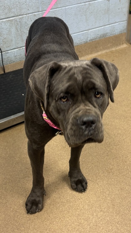 Shelter Stray Female Dog last seen Near Morning View, 30083, GA, 3280 Chamblee Dunwoody Rd, Chamblee, GA 30341, USA