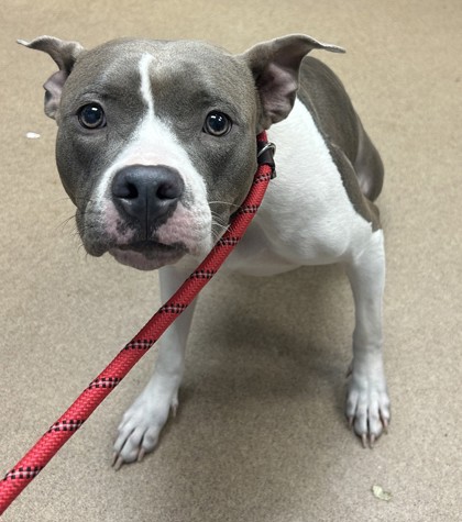 Shelter Stray Female Dog last seen Near Glen Hollow, 30034, GA, 3280 Chamblee Dunwoody Rd, Chamblee, GA 30341, USA