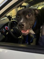 Shelter Stray Male Dog last seen N Decatur Rd and Warren Ave, 30079, GA, 3280 Chamblee Dunwoody Rd, Chamblee, GA 30341, USA